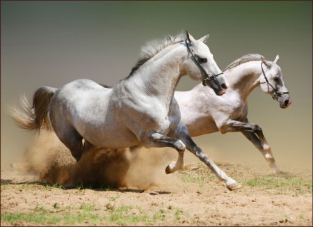 H-319 Caballos en fuga